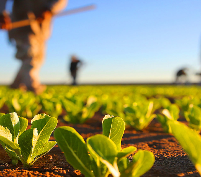 Contabilidade para Agronegócio